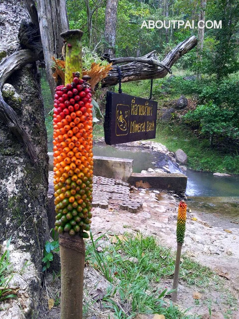 โป่งน้ำร้อนท่าปาย Tapai Hotspring